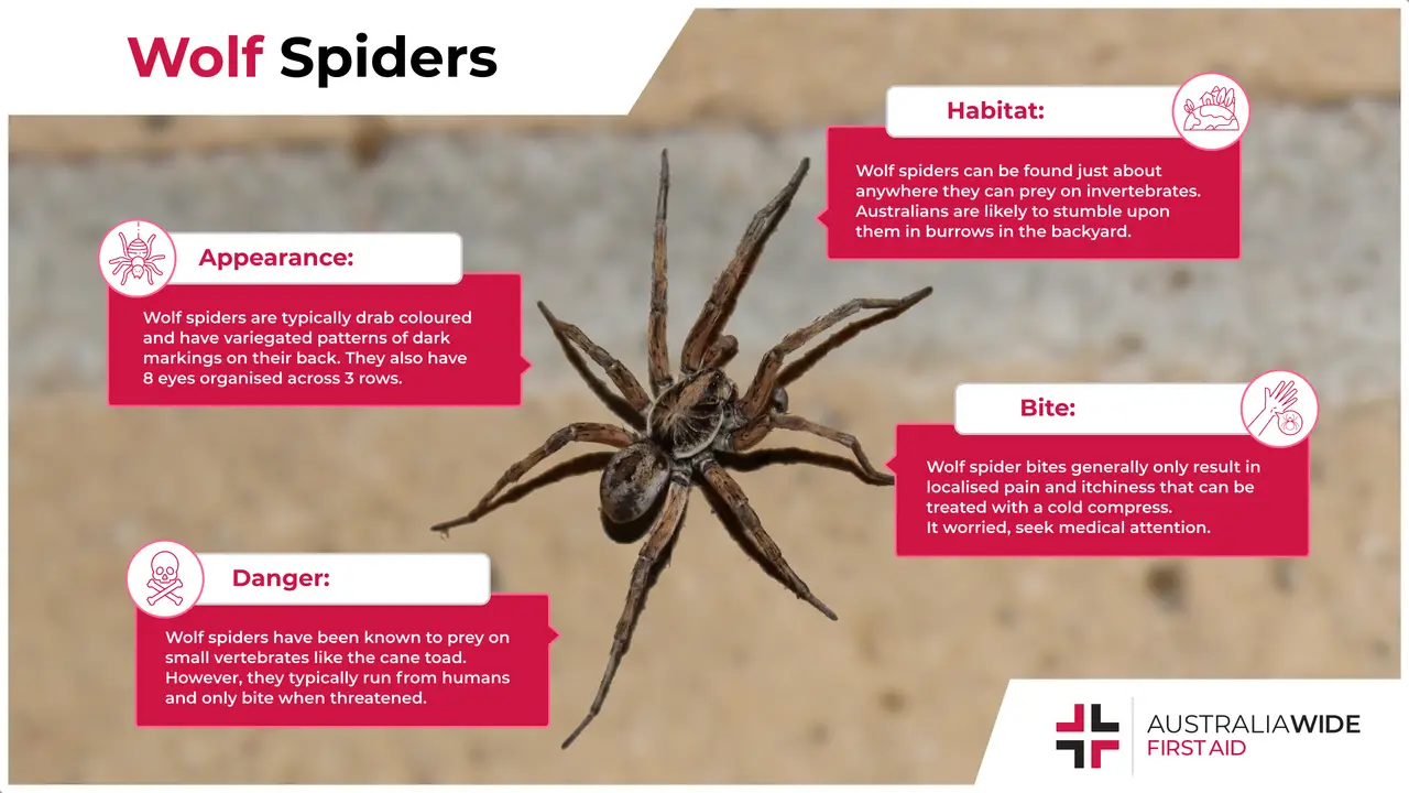 Professional Infographic on the Wolf Spider