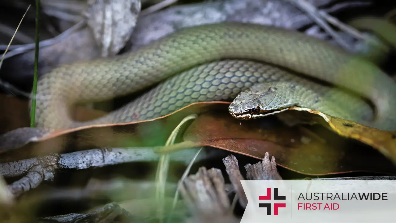 White lipped whip snake