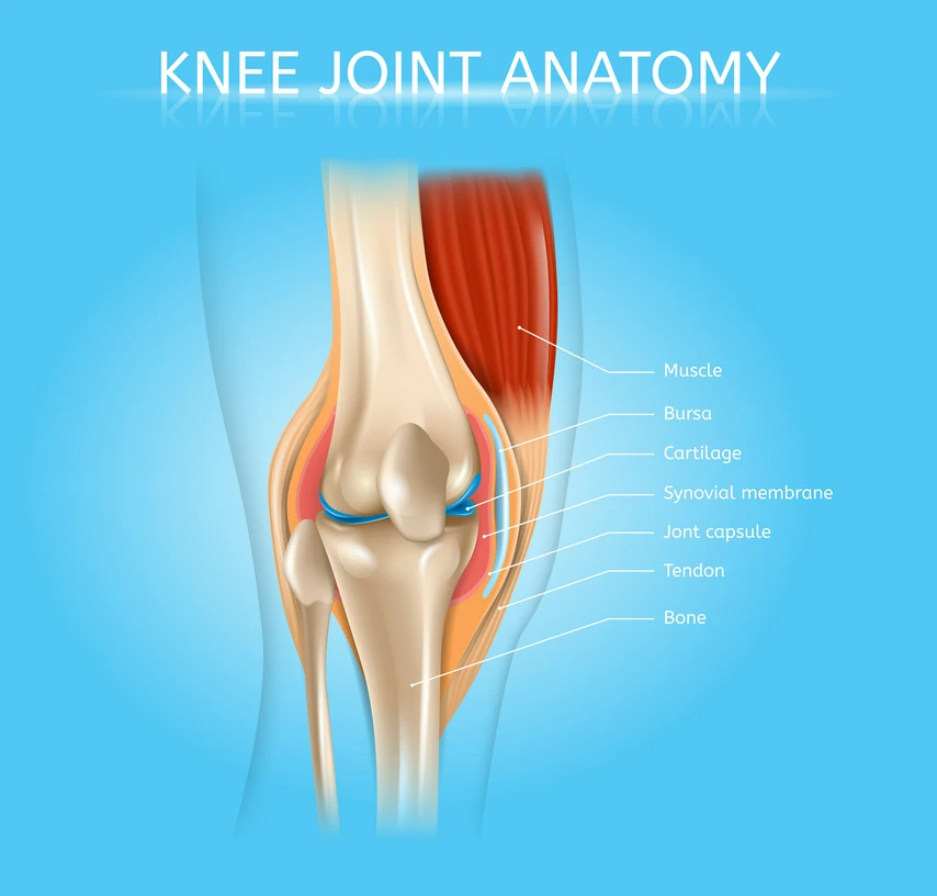 Knee joint anatomy